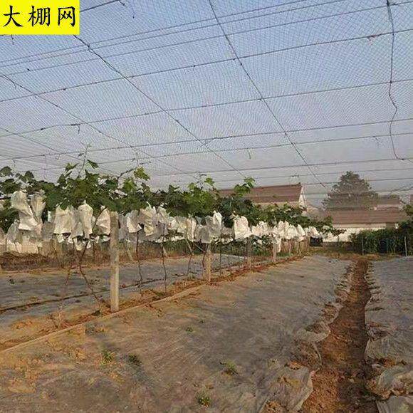 新款直销养殖网养鸡网尼龙网拦鸡网围鸡网家禽塑料网护栏网菜园围