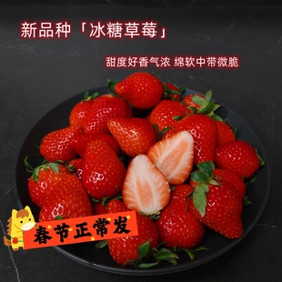 春节正常发货！全新品种「冰糖草莓」甜度高香气足 软糯微脆多汁