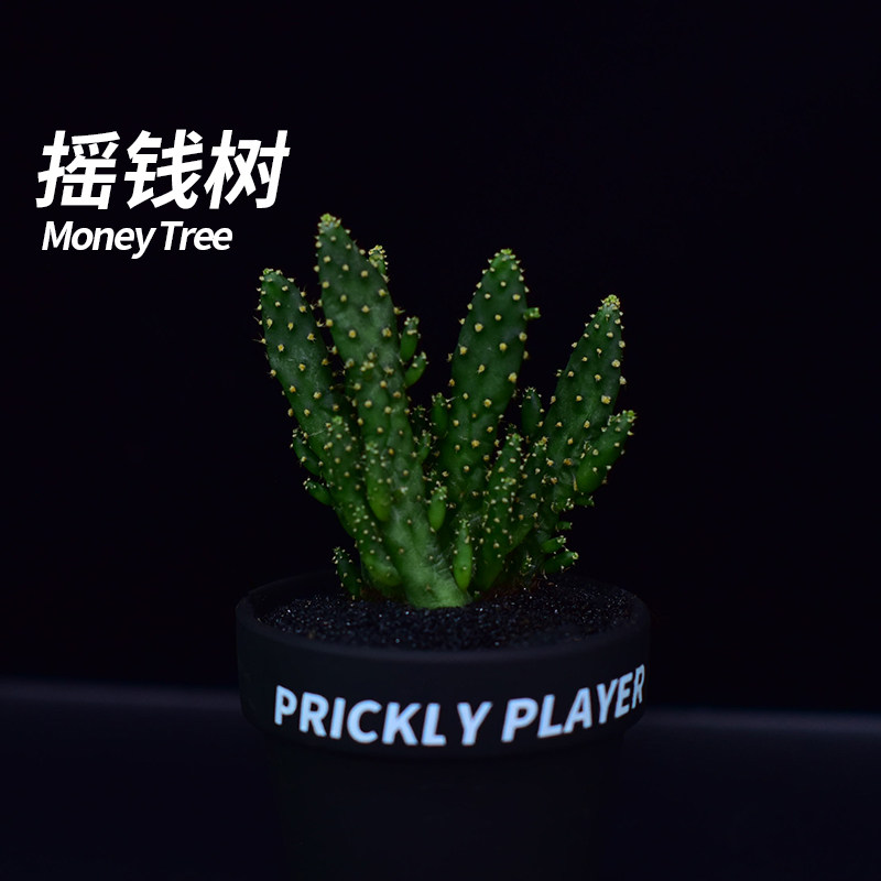 【刺头玩家-摇钱树】招财手仙人多肉植物