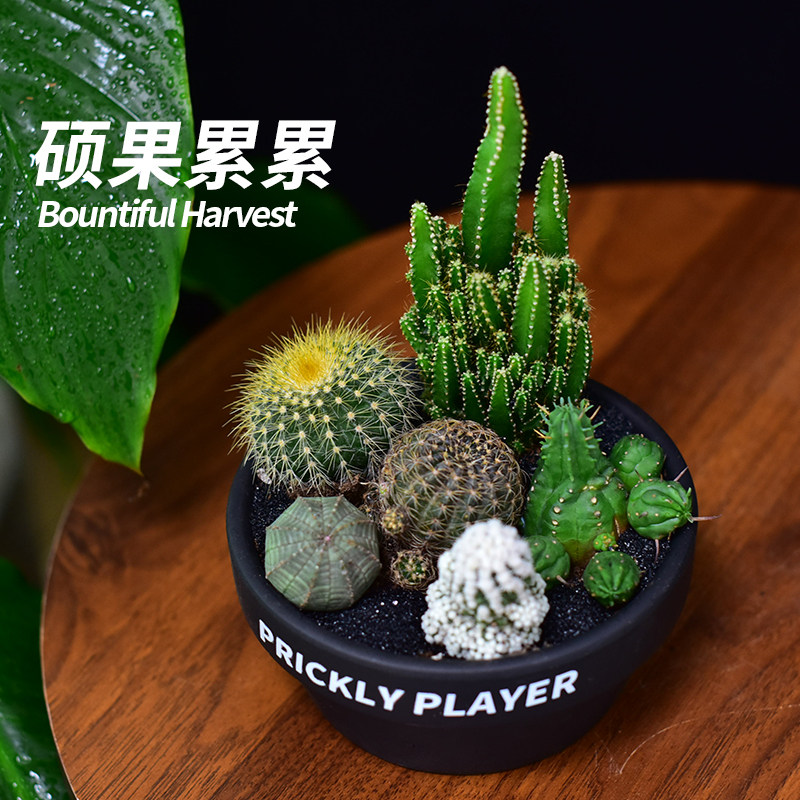 【刺头玩家-硕果累累】仙人球组多肉植物