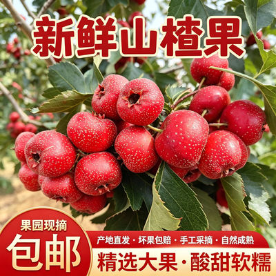 新鲜山楂果山楂鲜果新鲜山楂大金星山楂铁山楂新鲜山楂糖葫芦包邮