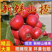 新鲜山楂果5斤山楂新鲜山楂果水果山里红铁山楂冰糖葫芦山楂 包邮