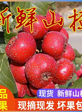 新鲜山楂果5斤山楂新鲜山楂果水果山里红铁山楂冰糖葫芦山楂包邮