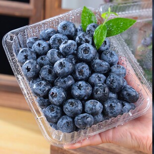 四川攀枝花高山露天种植高品质花香蓝莓树上熟