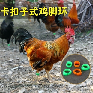 鸡脚环自动卡扣鸡做记号防走失家禽走兽识别扣环鸟用脚环标记便签