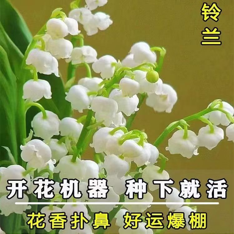 铃兰花苗盆栽植物进口耐寒带芽种球四季开阳台室内外好养花卉种子