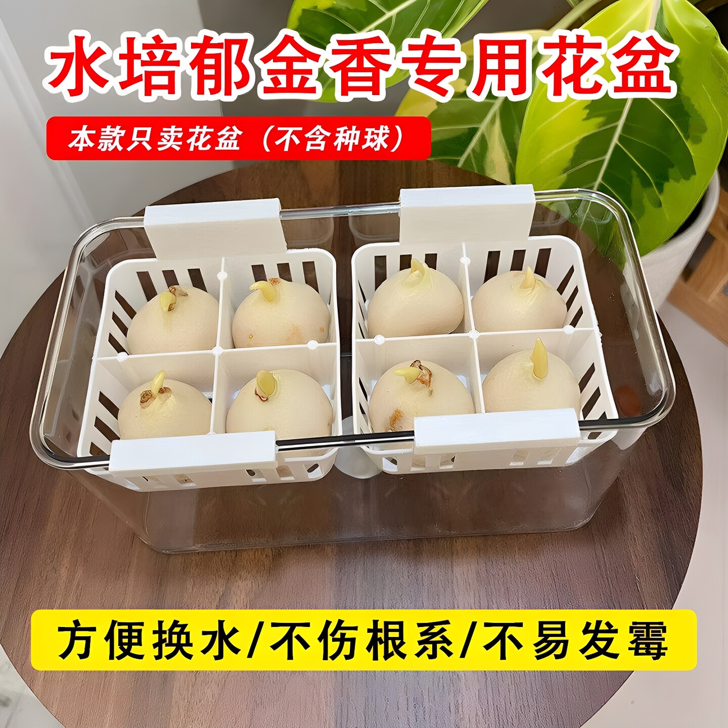 水培郁金香百合种球专用器皿花盆