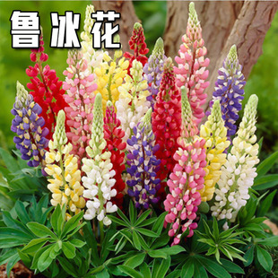 鲁冰花种子羽扇豆庭院绿化四季易种活多年生庭院园林耐寒花籽热销