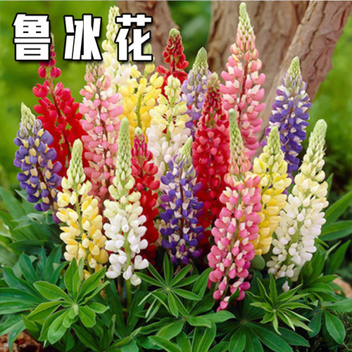 鲁冰花种子羽扇豆庭院绿化四季易种活多年生庭院园林耐寒花籽热销