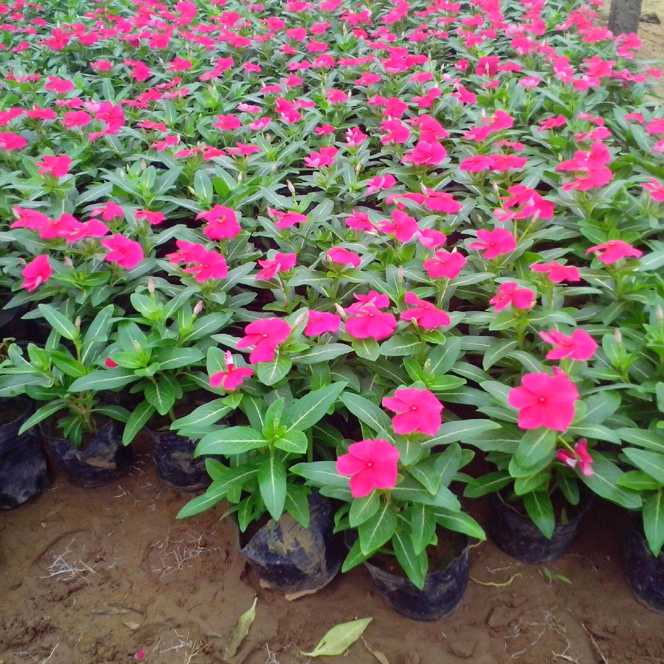 长春花种孑 日日新雁头红三万花室内阳台庭院耐热耐寒四季开花|ruв категории доставка цветов/цветок моделирования/растения садоводства, цветок/овощи и фрукты/газон семян (новая), домашнее садоводство семян - от Buy2taobao.com для оказания профессиональной услуги покупки агента Taobao