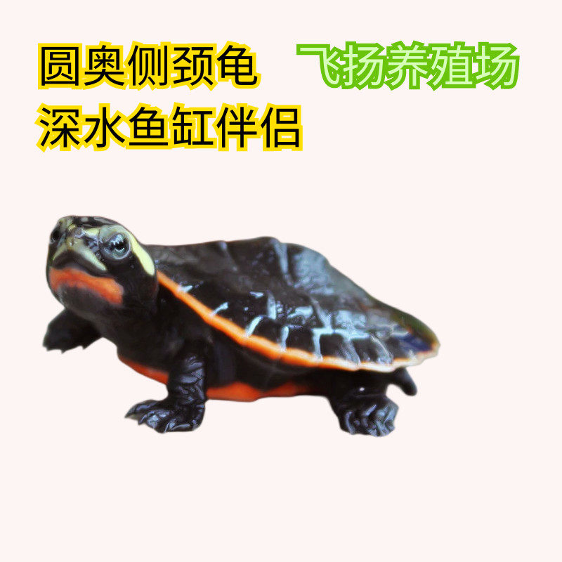 深水混养圆澳龟圆奥活体红纹曲颈龟/鳖