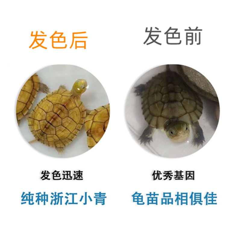 安徽小青龟三黄小青微笑脸龟招财龟黄金龟金钱龟