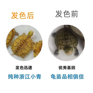 安徽小青龟三黄小青微笑脸龟招财龟黄金龟金钱龟