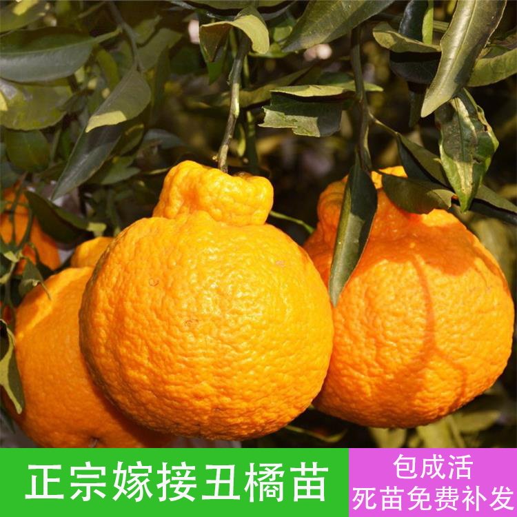 丑八怪树苗柑橘果树苗嫁接不知火苗柑橘苗丑橘苗丑桔苗丑橘树苗桔在类目 鲜花速递/花卉仿真/绿植园艺, 花园植物/行道树/果树, 果树中 - 来自Buy2taobao.com提供专业的淘宝代购服务