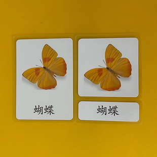 新款早期启蒙训练蒙氏抽认卡语言区中文三段卡昆虫insect塑封卡片