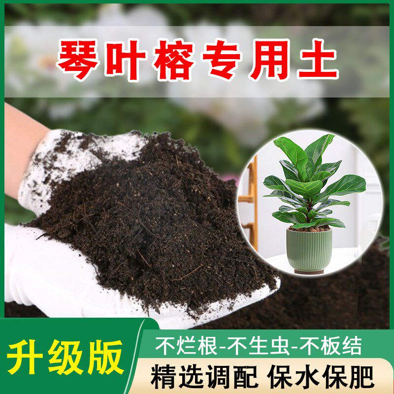琴叶榕专用土大叶榕营养土疏松透气泥土专用土壤肥料高山榕种植土