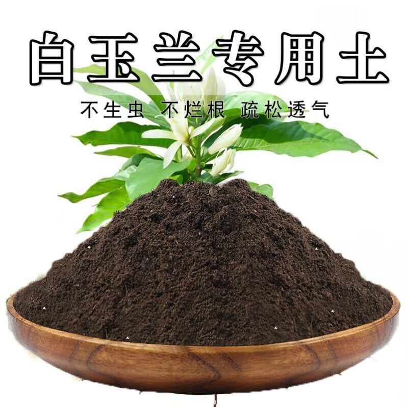 白兰花专用土白玉兰黄角兰紫玉兰黄兰专用营养土盆栽种植泥土肥料