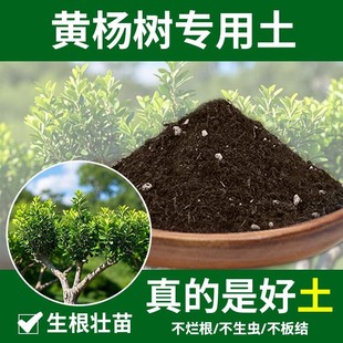 黄杨树专用土园艺花肥有机肥盆栽专用土花草种花土花卉天然种植