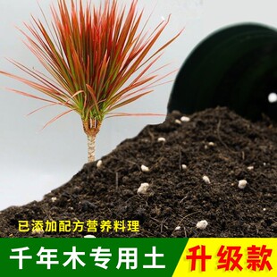 千年木专用土家庭盆栽土肥料种花泥土七彩铁营养土专用绿植种植土