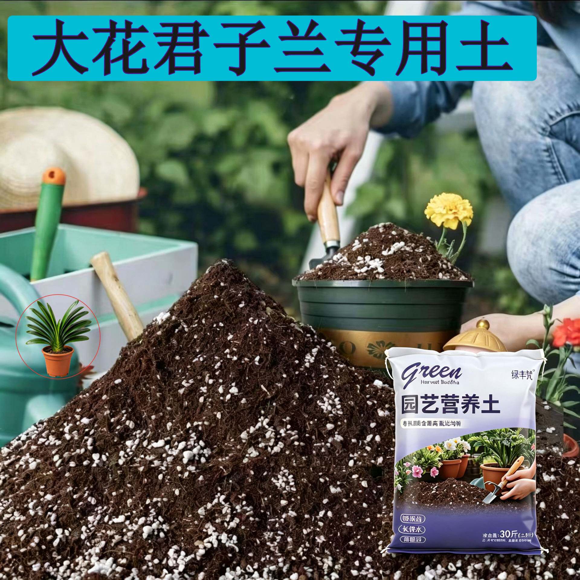 大花君子兰专用种植土高温腐熟不烂根室内包邮天然壮根球根不闷根