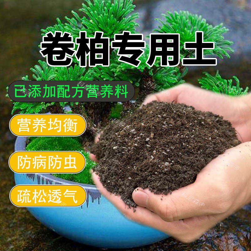 卷柏专用土野生老桩卷柏营养土有机肥料土壤绿植种植土酸性植物土