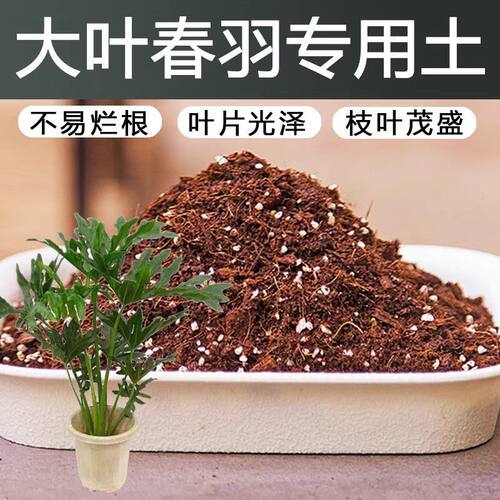 大叶春羽专用土壤种植土花泥通用型营养土建兰寒兰兰科植料新土