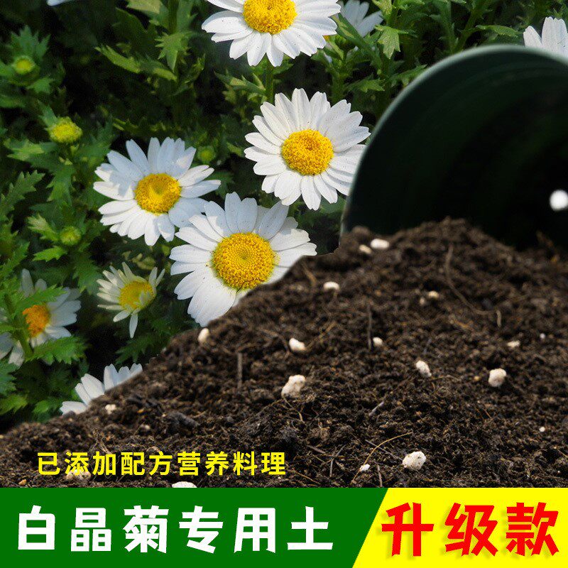 白晶菊专用土有机土肥料家用种植土白晶菊营养土盆栽养花通用包邮