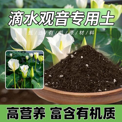 滴水观音专用土室内滴水观音专用营养土花盆种植土家庭园艺土壤