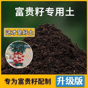 富贵籽专用土富贵籽营养土家用种植土壤家庭盆栽种花养花有机土