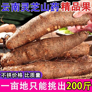 云南特产灵芝山药农家自种植产地现挖新鲜蔬菜炖汤粗大糯米山药