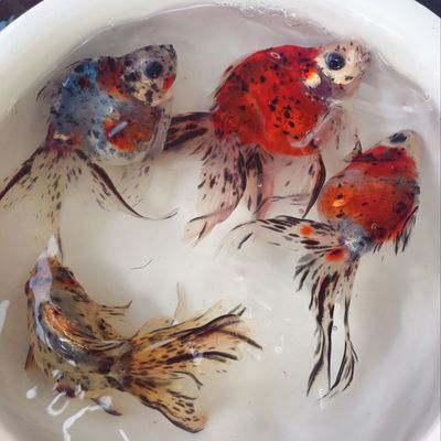 活体观赏鱼淡水活体渔场直销淡水