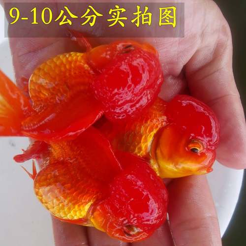 狮子头金鱼红狮头淡水观赏鱼包活