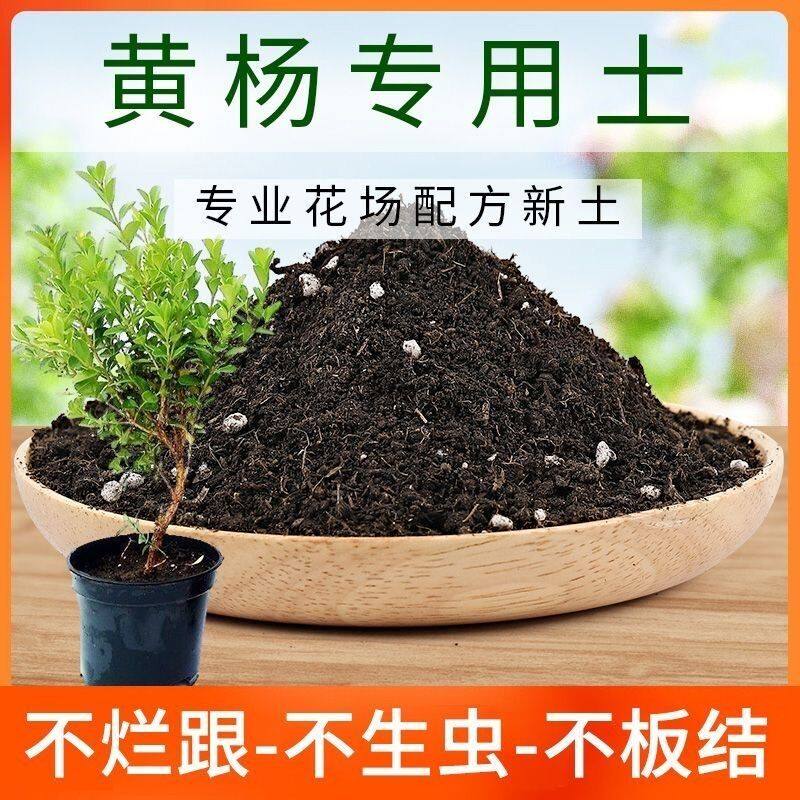 黄杨种植土壤营养土通用种花养花土多肉绿萝盆栽育苗土花卉土肥料