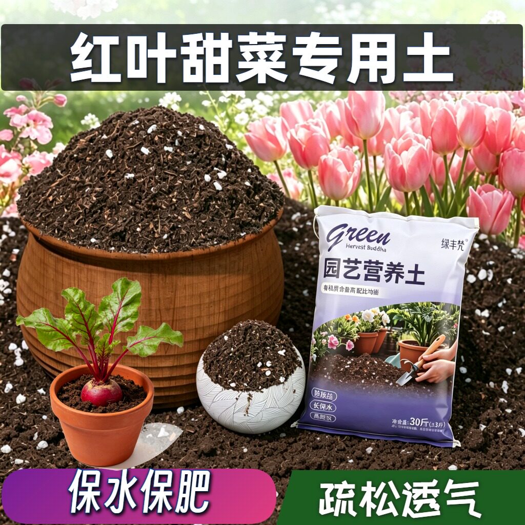 红叶甜菜专用种菜土不烂根菜园加深生根粉进口绿叶多肉增色室内