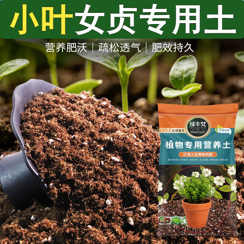 小叶女贞适用腐殖土不易板结盆栽土腐熟充分增强孔隙开袋即用木本