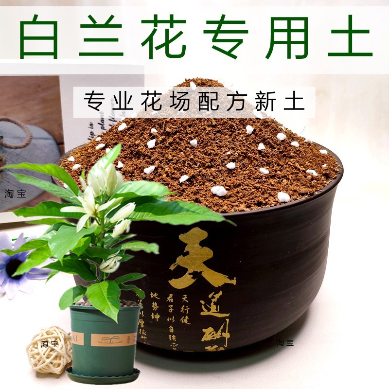 白兰花专用泥炭土营养土促开花屋顶盆栽土精选观花科学配比观叶