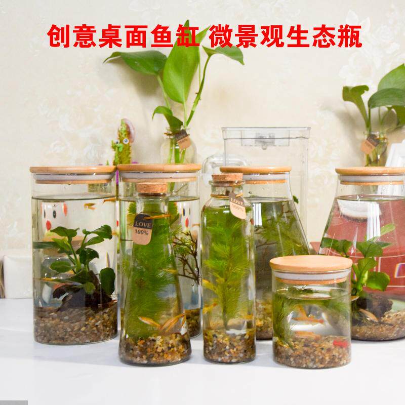 微景观玻璃容器小虾生态瓶小型观赏密封鱼虾小球藻免换水免打理