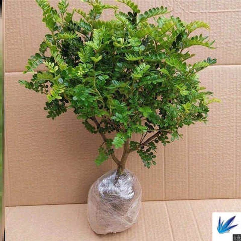 家用驱蛇怕什么植物盆栽决明灭蛇防蛇花卉蛇灭门防蛇驱蛇树庭院子