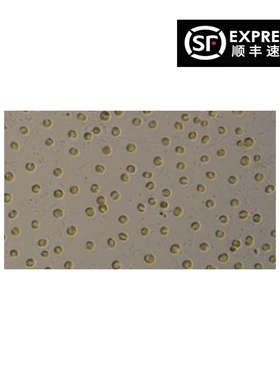 小红藻FACHB-807藻浓度10E6个Rhodella reticulata新品免邮