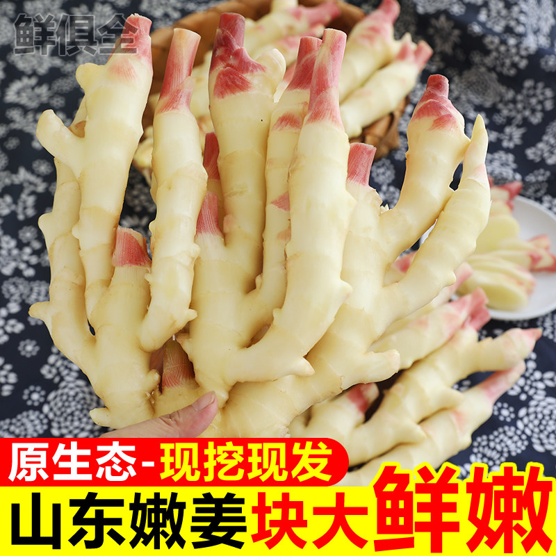 山东嫩姜新鲜仔姜子姜红芽生姜现挖姜芽糖醋姜泡姜蔬菜非小黄姜图片