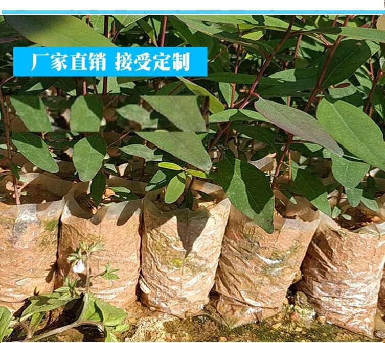 快速装土蜂窝育苗袋营养袋连体育苗杯育苗容器盘营养钵连体苗袋