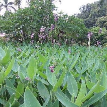 再力花种子水生花卉池塘绿化园林湿地挺植物水质净化种籽