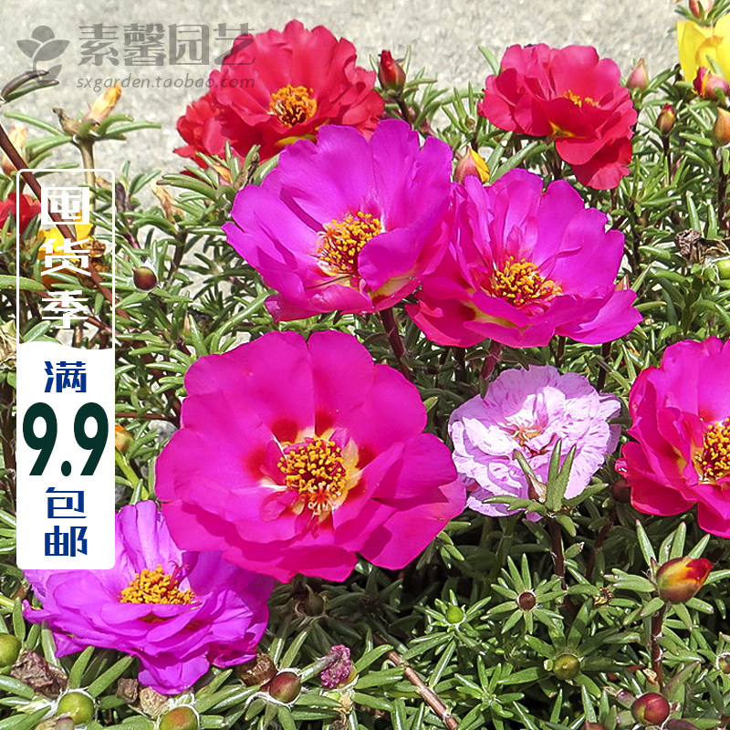 太阳重瓣七彩松叶牡丹种子花草花易种种子多年生宿根四季混色种子