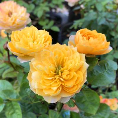 【金色珊瑚心】月季花苗灌木藤本绿植玫瑰室内花卉盆栽科观花植物