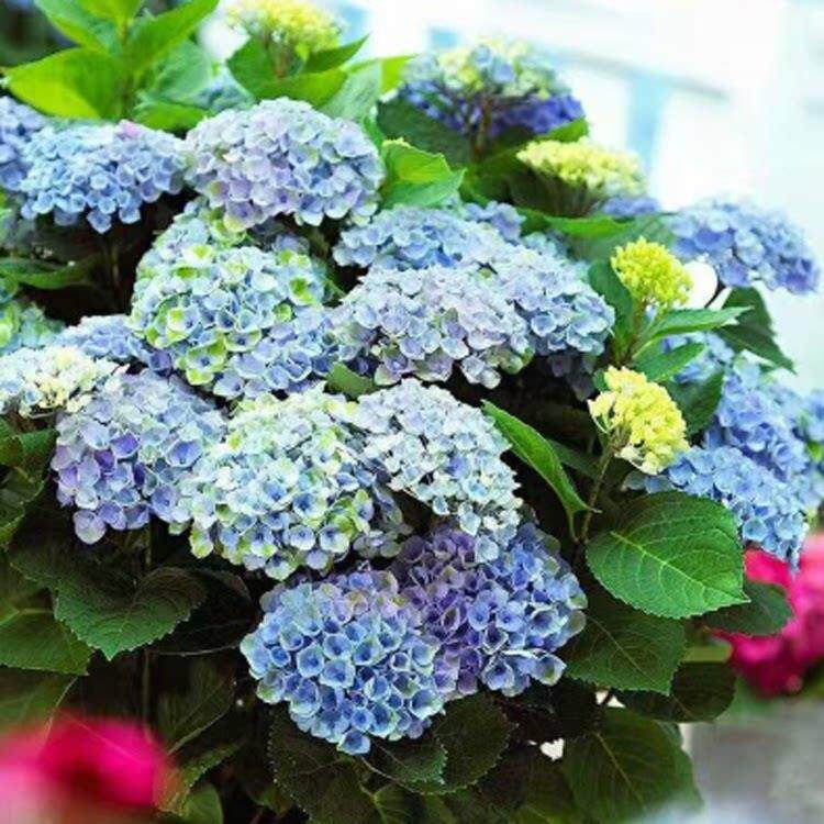 魔幻革命 小苗 绣球花苗大花绣球八仙花苗 花型紧致花卉盆栽带花