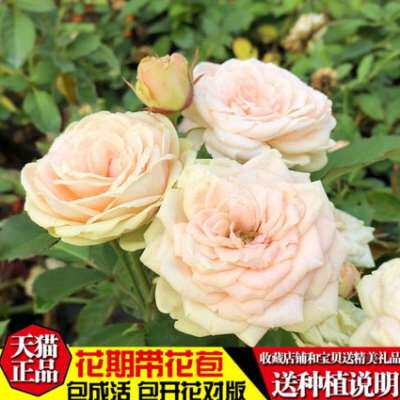 【草地浪漫】爬藤月季苗藤本绿植玫瑰室内花卉盆栽蔷薇科观花植物