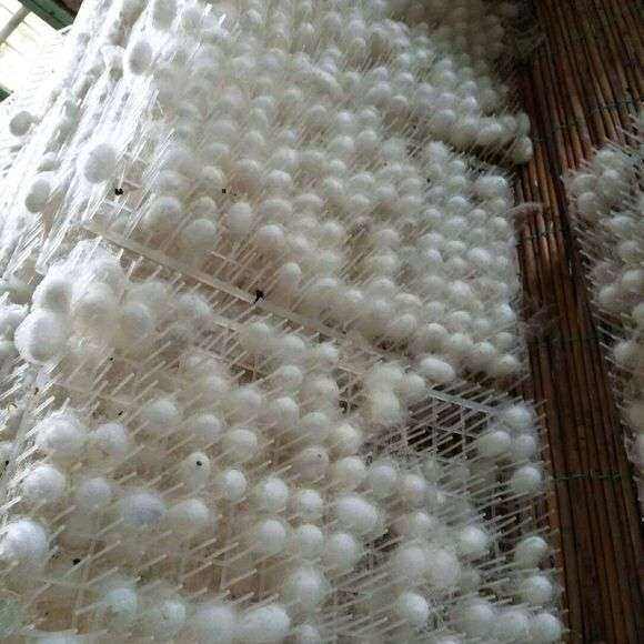 蚕宝宝结茧网塑料上蔟网整张大片养蚕工具大蚕吐丝网格新鲜大桑叶