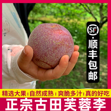 福建古田芙蓉李子新鲜水果红心李子孕妇大果甜脆当季3顺丰包邮5斤