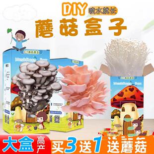 蘑菇盒子菌包菌棒种植家用学校奖礼品幼儿园厨房植物盲盒多肉