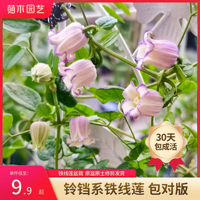 萌木铁线莲铃铛小苗低至19.8!